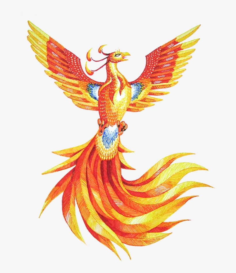 Phoenix Png Hd - Fawkes The Phoenix Drawing, transparent png #67551