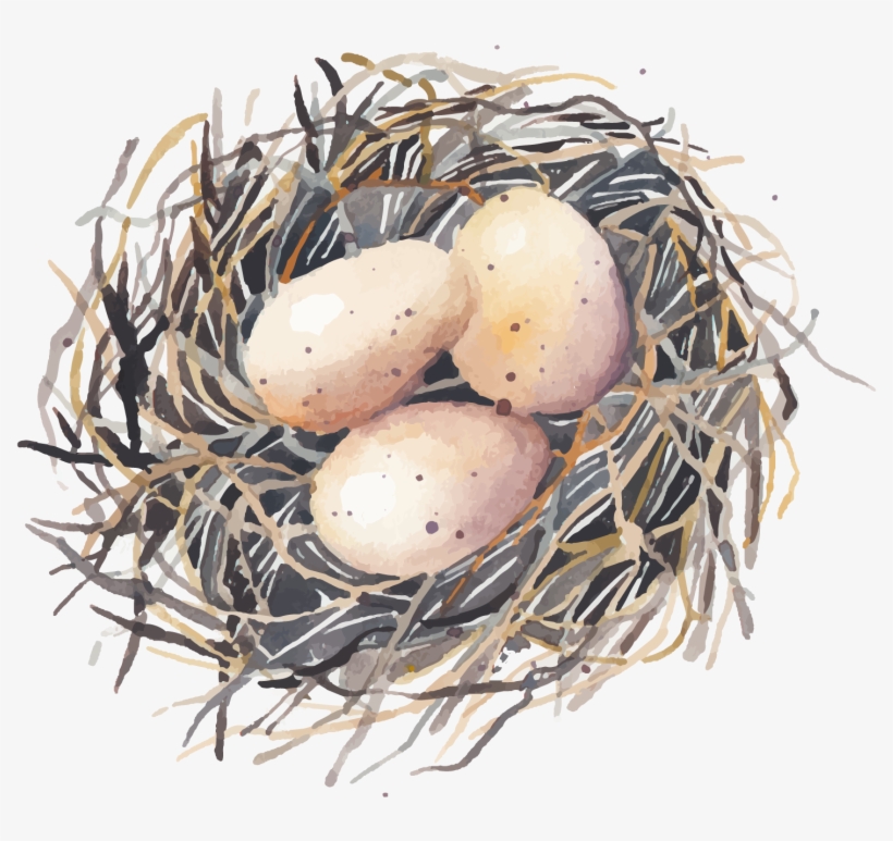 Drawing Egg Watercolor Clipart Royalty Free Library - Everyday Grace: 60 Devotions, transparent png #67614