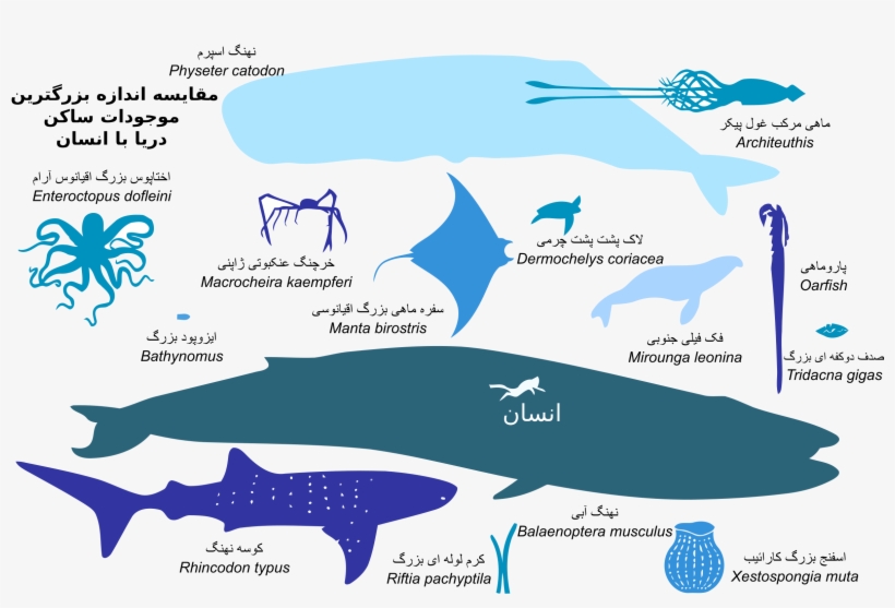 This Free Icons Png Design Of Biggest Fish, transparent png #67639