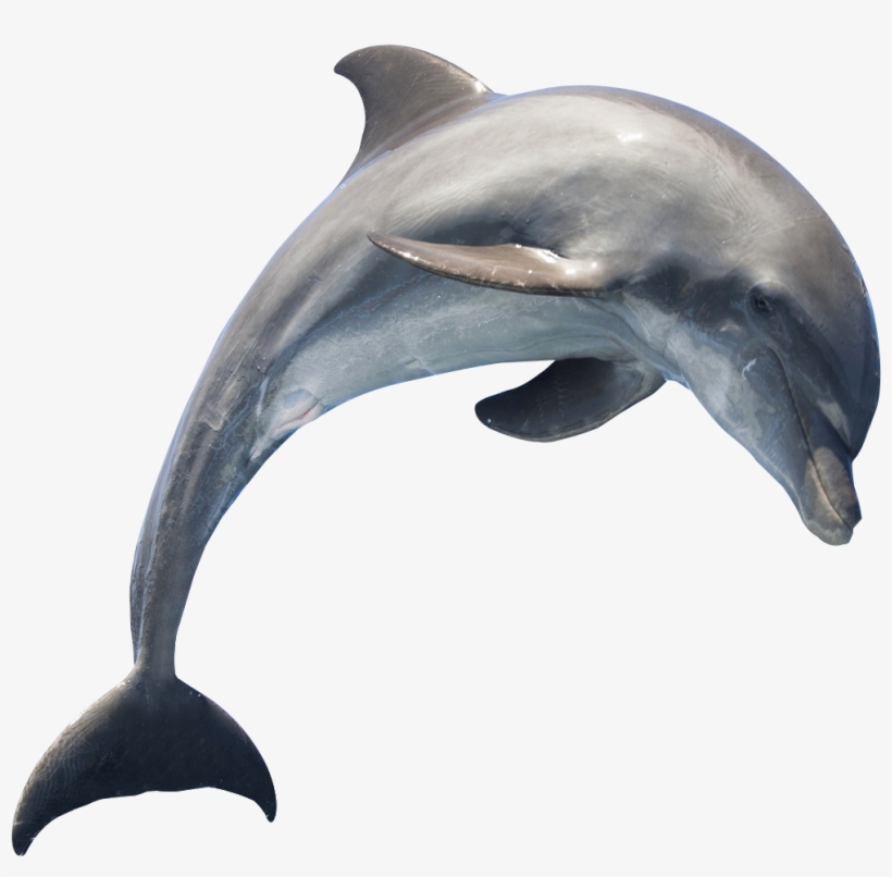 Dolphin Hd Png Photo - Can You Tell A Dolphin From A Porpoise?, transparent png #67684