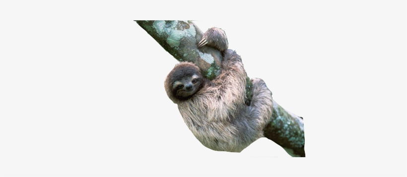 Sloth Png Transparent Images - Sloth Transparent, transparent png #67881