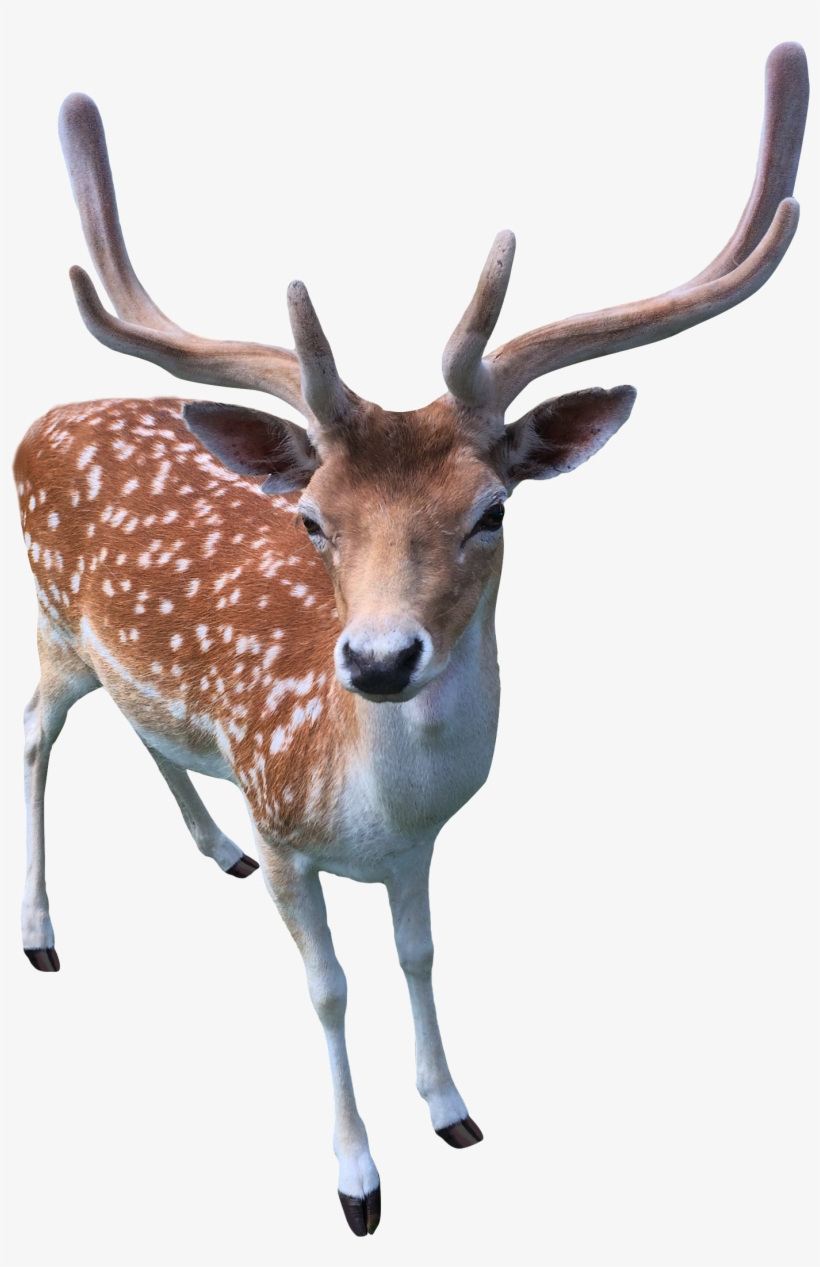 Transparent Background Deer Png, transparent png #67902