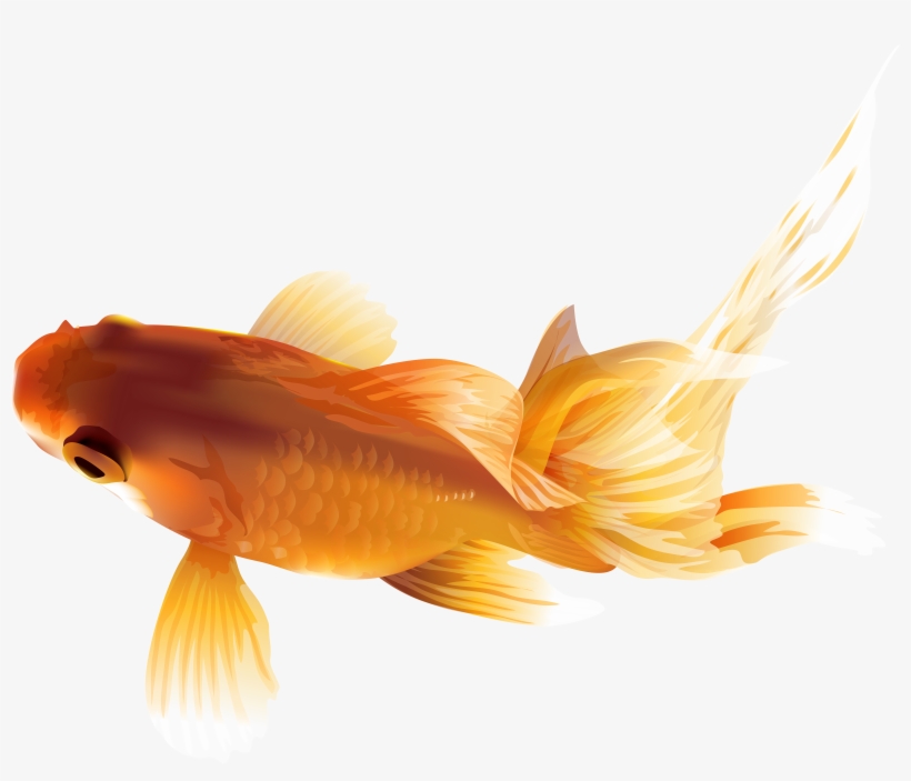 Goldfish Png, transparent png #68080