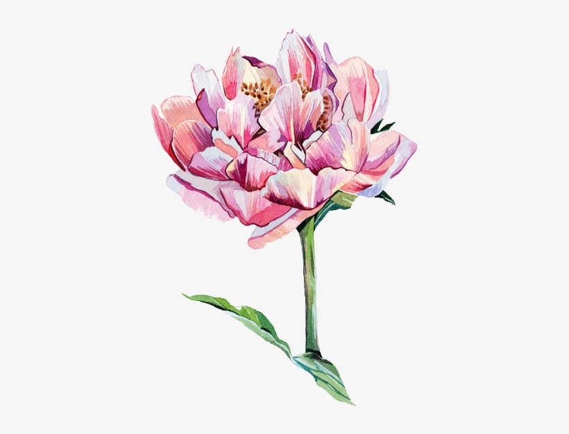 Trans Par En Cy - Illustration Flower, transparent png #68269