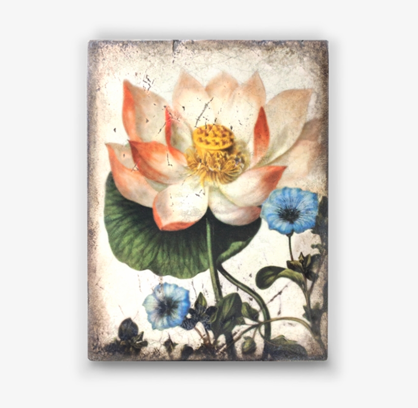 Sacred Lotus - Inspiration Collection - Spring - Sid, transparent png #68397
