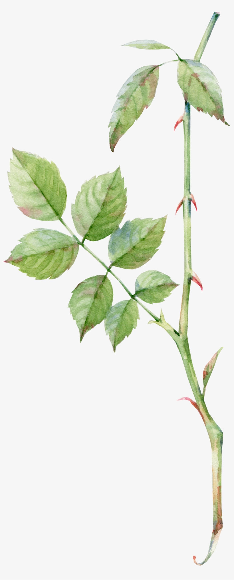 Watercolor Greenery Png - Rose Leaf Png, transparent png #68417