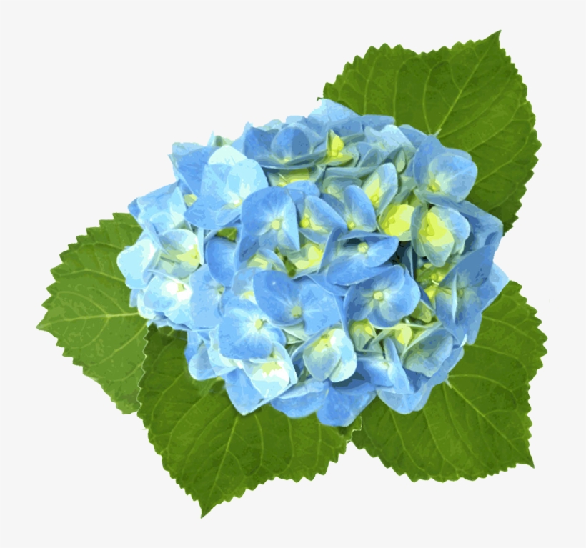 Blue Hydrangea - Blue Hydrangea Clip Art, transparent png #68603