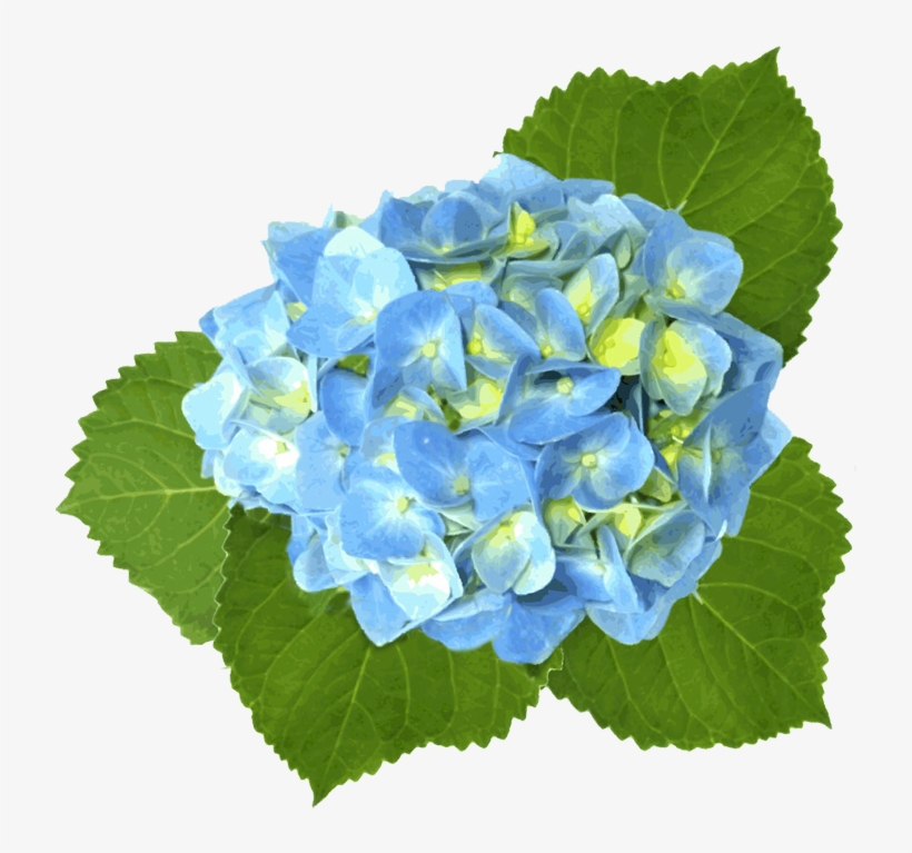 Blue Hydrangea - Blue Hydrangea Clip Art - Free Transparent PNG