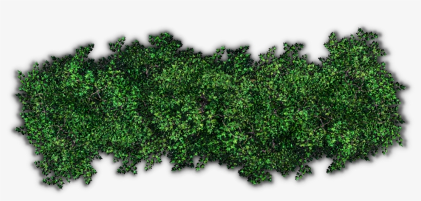 Bushes Png Pic - Bush Top View Free PNG Download - PNGkey