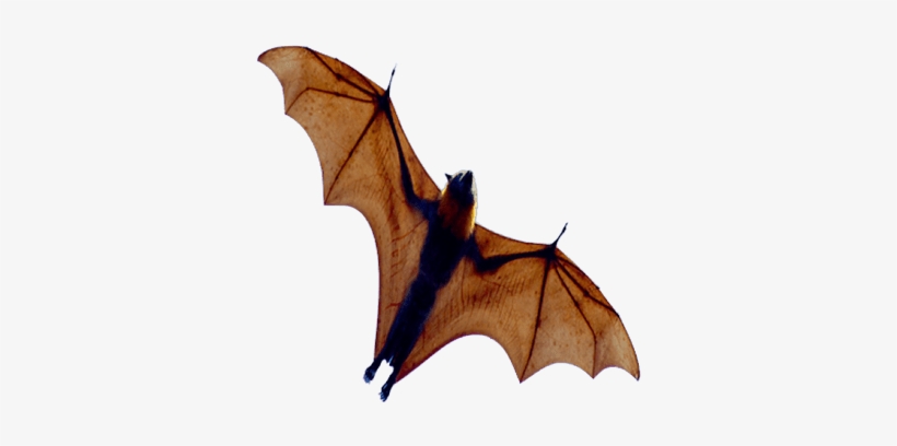 Animals Png - Murcielago Png, transparent png #68801
