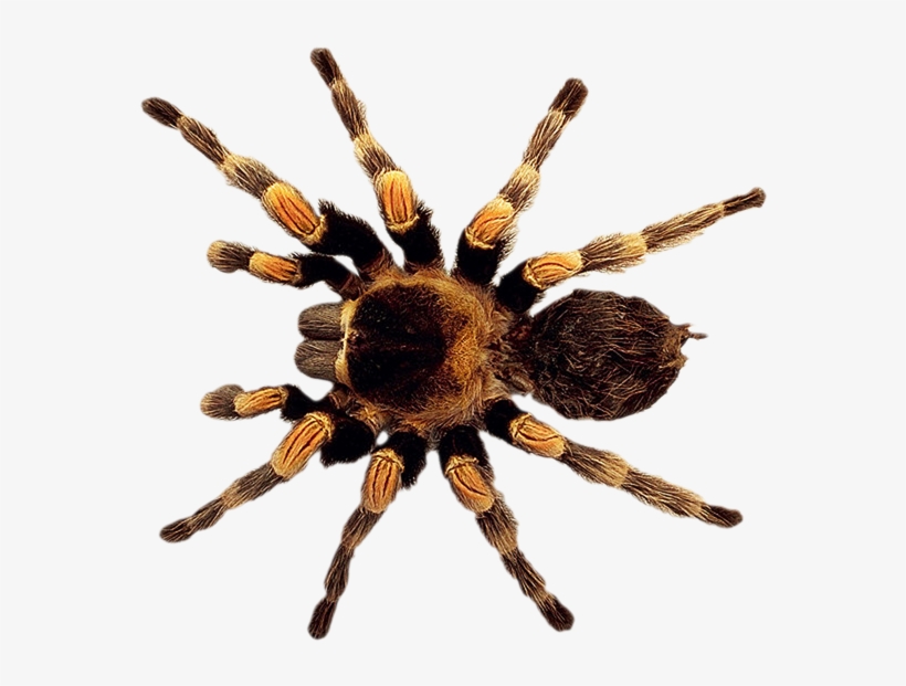 Spider Png, transparent png #68887