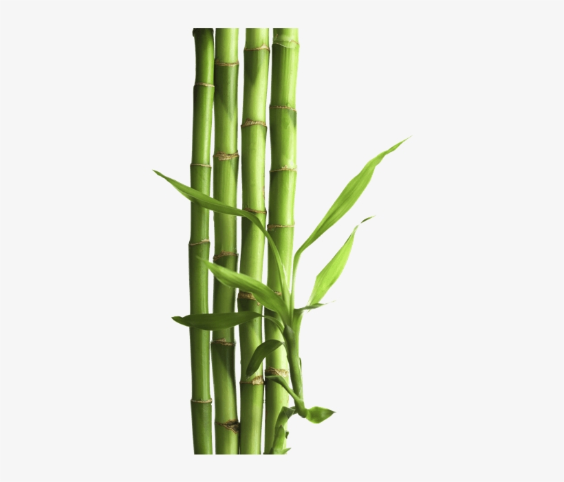 Bamboo Png - Wild Animals (what Am, transparent png #68906