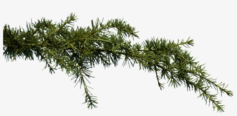 Pine Branch Png, transparent png #69029
