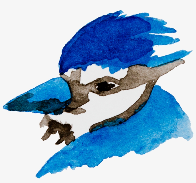Bluejay Drawing Watercolor Graphic Royalty Free - Blue Jay, transparent png #69645