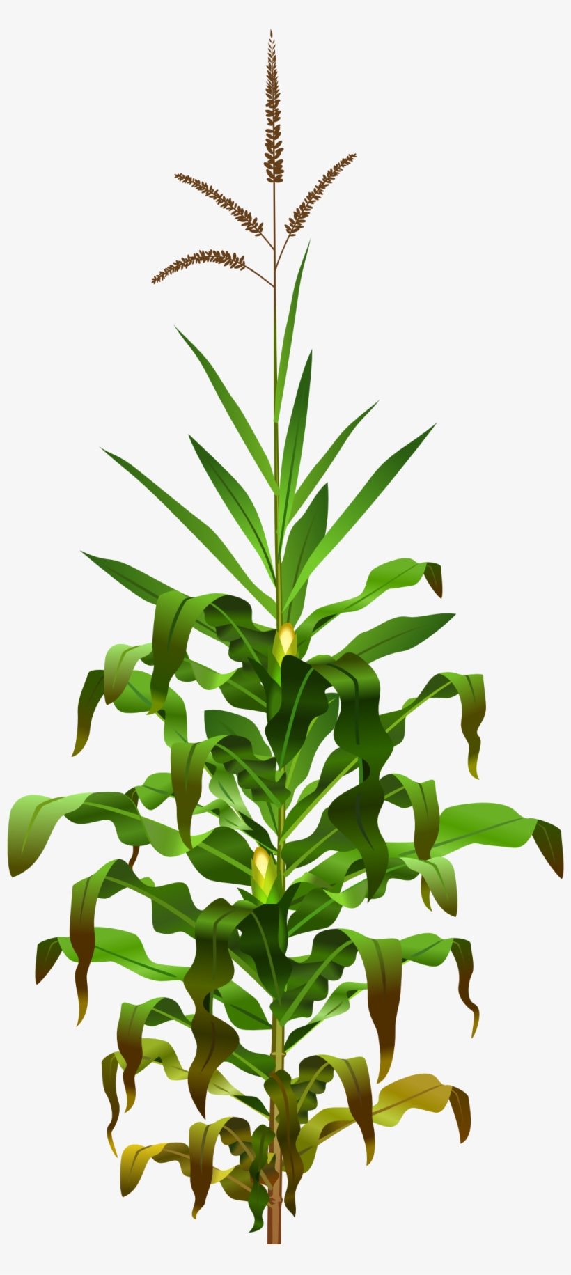 This Free Icons Png Design Of Corn Plant, transparent png #69728