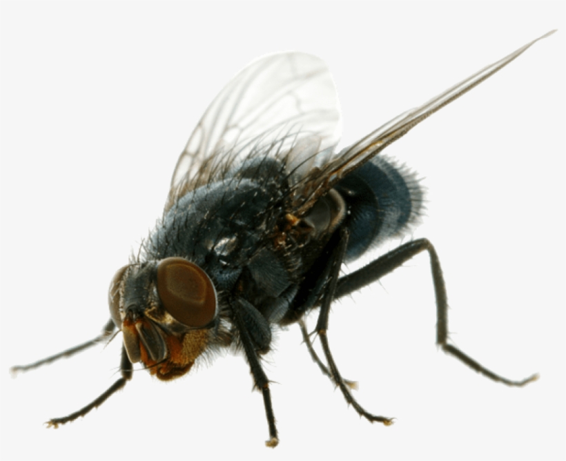 Fly Png Pic - House Fly Png, transparent png #69875