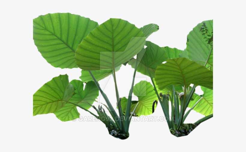 Tropical Rain Png - Rainforest Plant Png, transparent png #600405