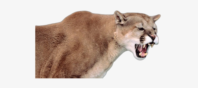 Mountain Lion Png Svg Black And White Library - Fierce Cougar, transparent png #601217