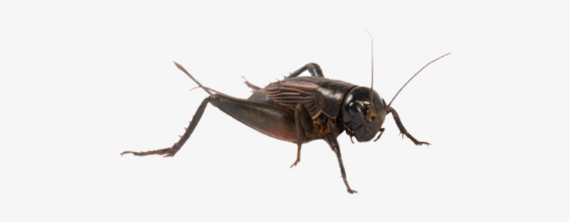 Cricket Bug, transparent png #601289