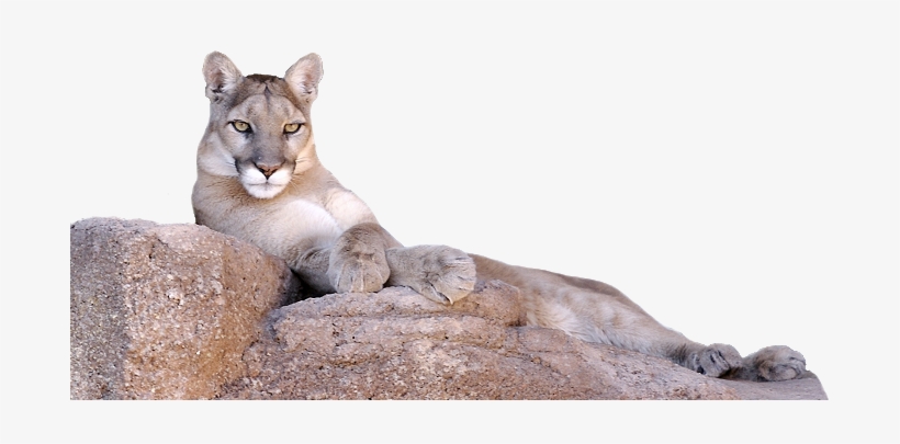 Photo Of A Lion Laying On A Rock Looking At Camera - Mountain Lion Lying Down, transparent png #601292