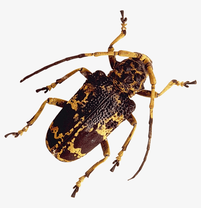 Free Png Insect Png Images Transparent - Real Insect Png, transparent png #601426