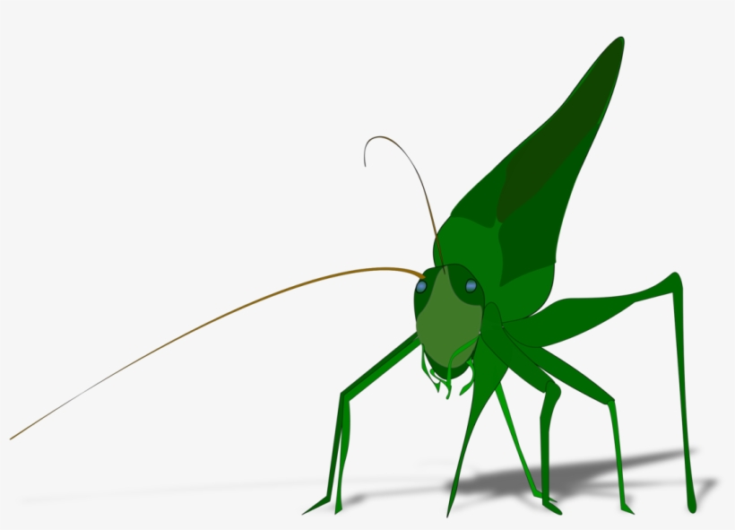 The Ant And The Grasshopper Drawing Cricket Download - Grasshopper Clipart, transparent png #601487