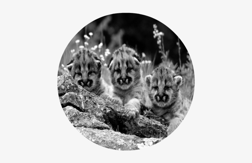 Mountain Lion Cub - Mountain Lion Cubs Mugs, transparent png #601504