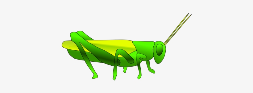 Insect The Ant And The Grasshopper Locust Drawing - Grasshopper Clipart, transparent png #601507