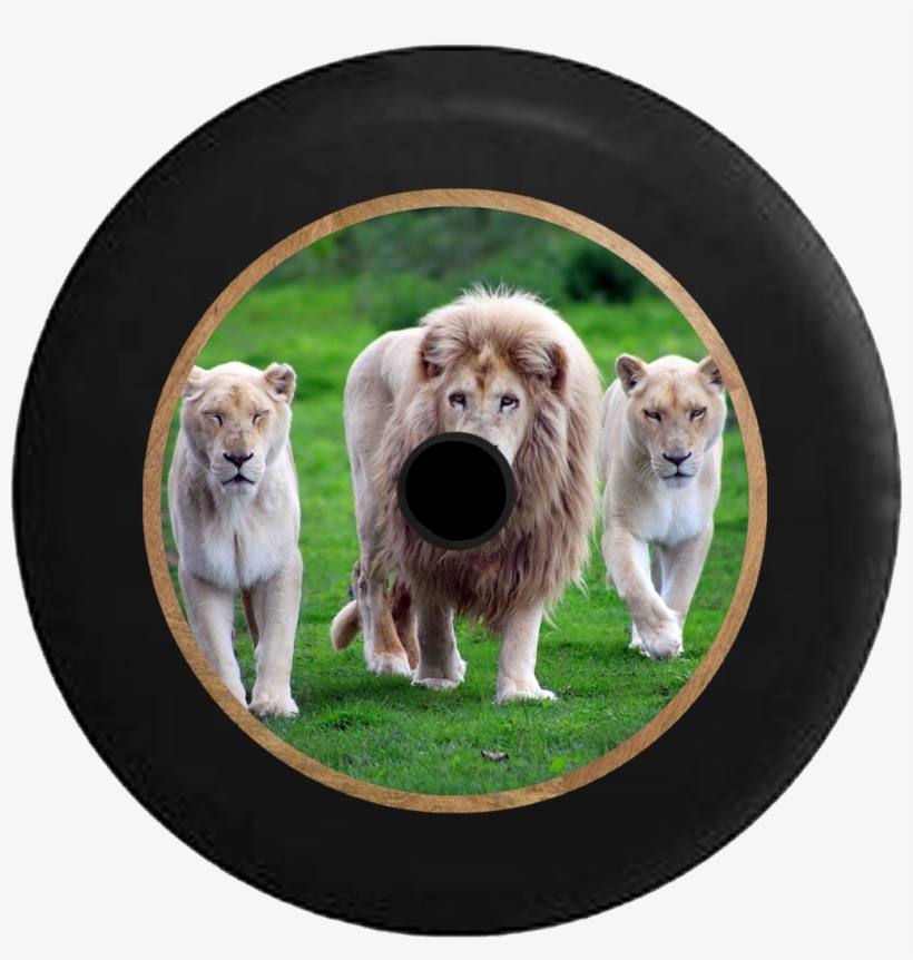 Jeep Wrangler Jl Backup Camera Lion Pride Full Mane - White Lion Full Hd, transparent png #601528