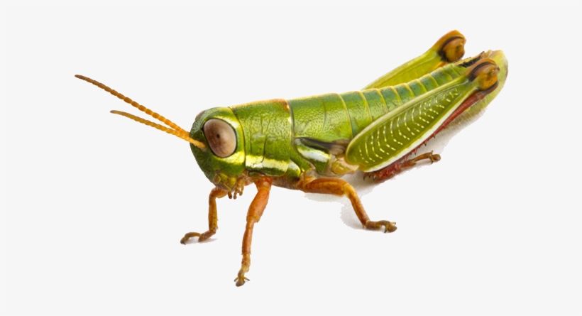 Grasshopper Png, transparent png #601551