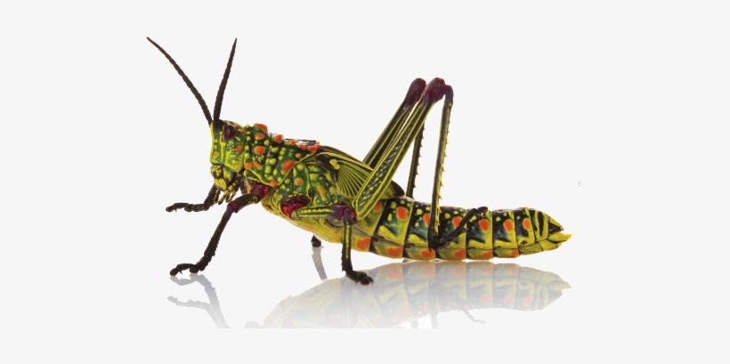 Insect Png Hd - Insect Png, transparent png #601598