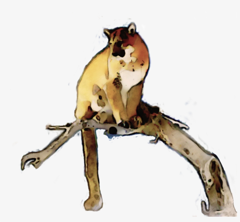 Lion, transparent png #601624