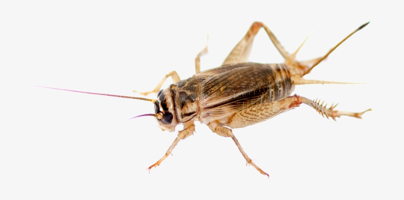Cricket Pest Control - Physician, transparent png #601680