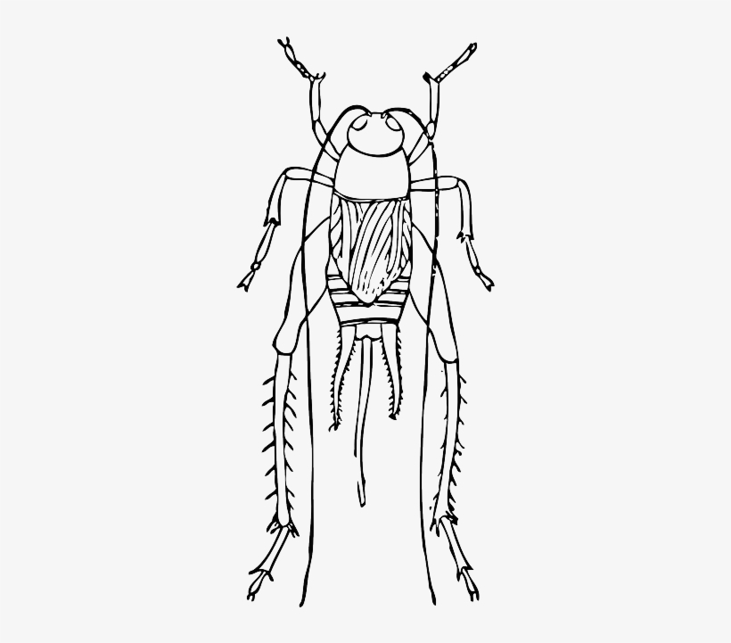 Cartoon, Bugs, Bug, Cricket, Insect, Crickets, Long - Cricket Outline, transparent png #601728