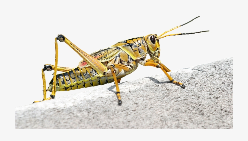 Animal - Grasshopper, transparent png #601858