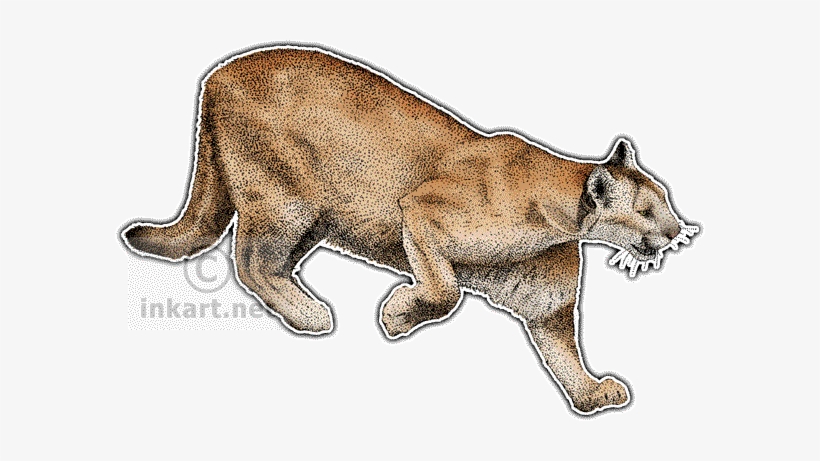 Mountain Lion Decal - Ocelot Wild Cats North America, transparent png #601908