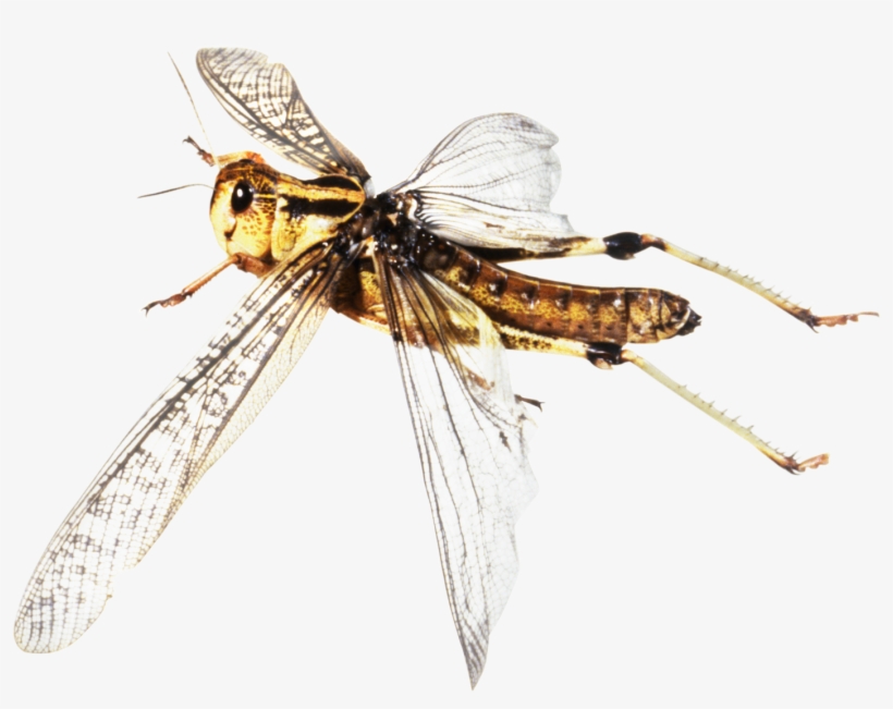 Cricket Insect Png - Locust Flying Png, transparent png #601911