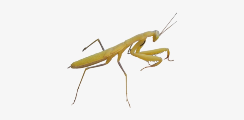 Bu-86 - Insects Hd Png, transparent png #601934