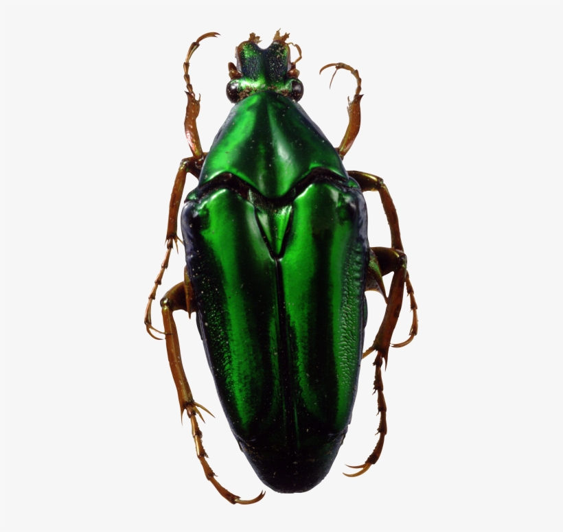 Bug Thirty - Fact Of Evolution By Cameron M. Smith, transparent png #601987