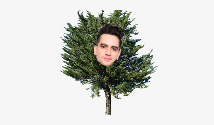 Skylee Mcweirdy > Donkey - Pine Tree Transparent, transparent png #601988