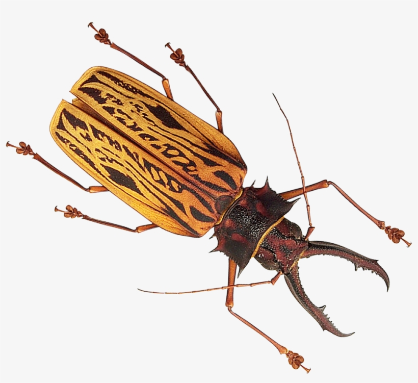 Free Png Insect Png Images Transparent - Insects Png, transparent png #602054
