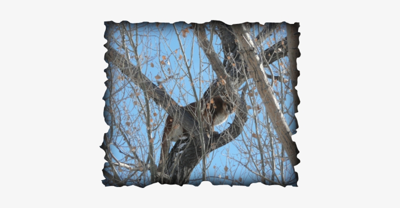 Mountain Lion Hunts - Birch, transparent png #602076