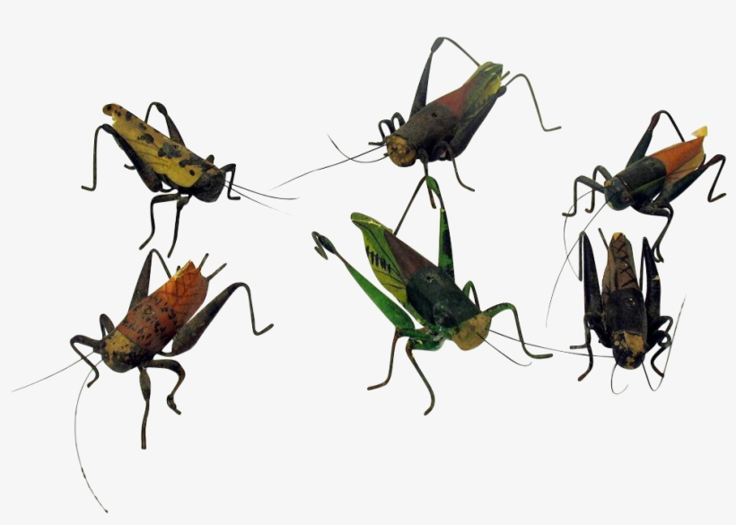 6 Early Folk Art Mixed Media Models Of Grasshoppers - Grasshopper, transparent png #602103