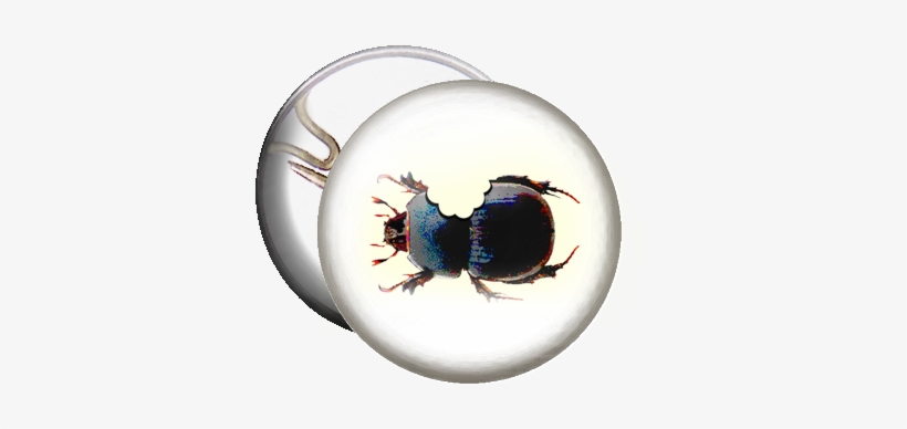 Beetle Bite - Bouton : I Love Bugs, transparent png #602170