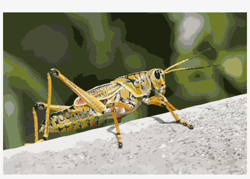 This Free Icons Png Design Of Grasshopper 2, transparent png #602386