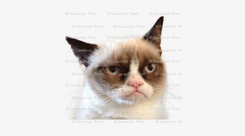 Grumpy Cat Back - Grumpy Cat Band Meme, transparent png #605393