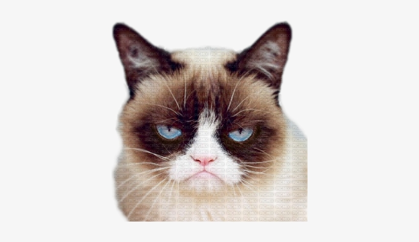Grumpy - Grumpy Cat, transparent png #605439