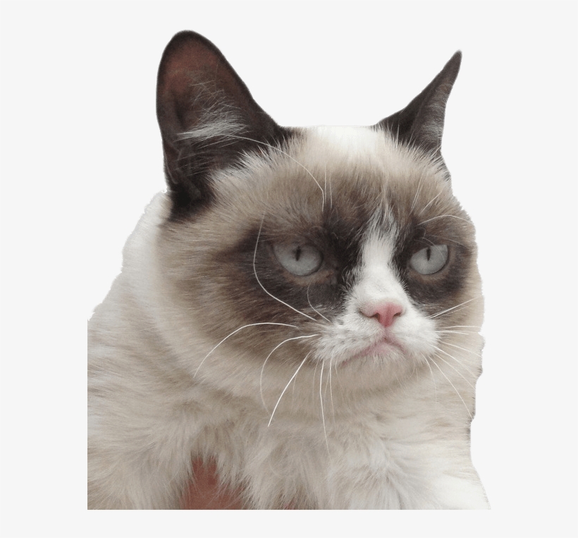 Grumpy Cat I Dare You - Grumpy Cat Transparent Background, transparent png #605482