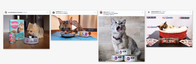 Catfluencers Sponsored Posts Cat Food - Cat, transparent png #605768