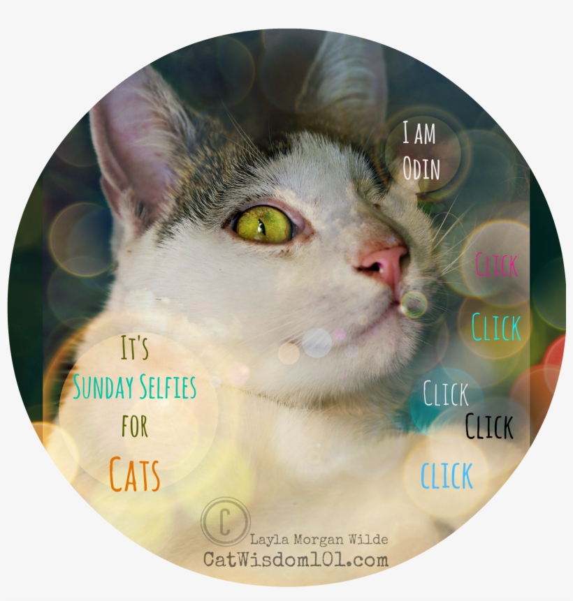 Cat's Six Senses - Cat, transparent png #605818